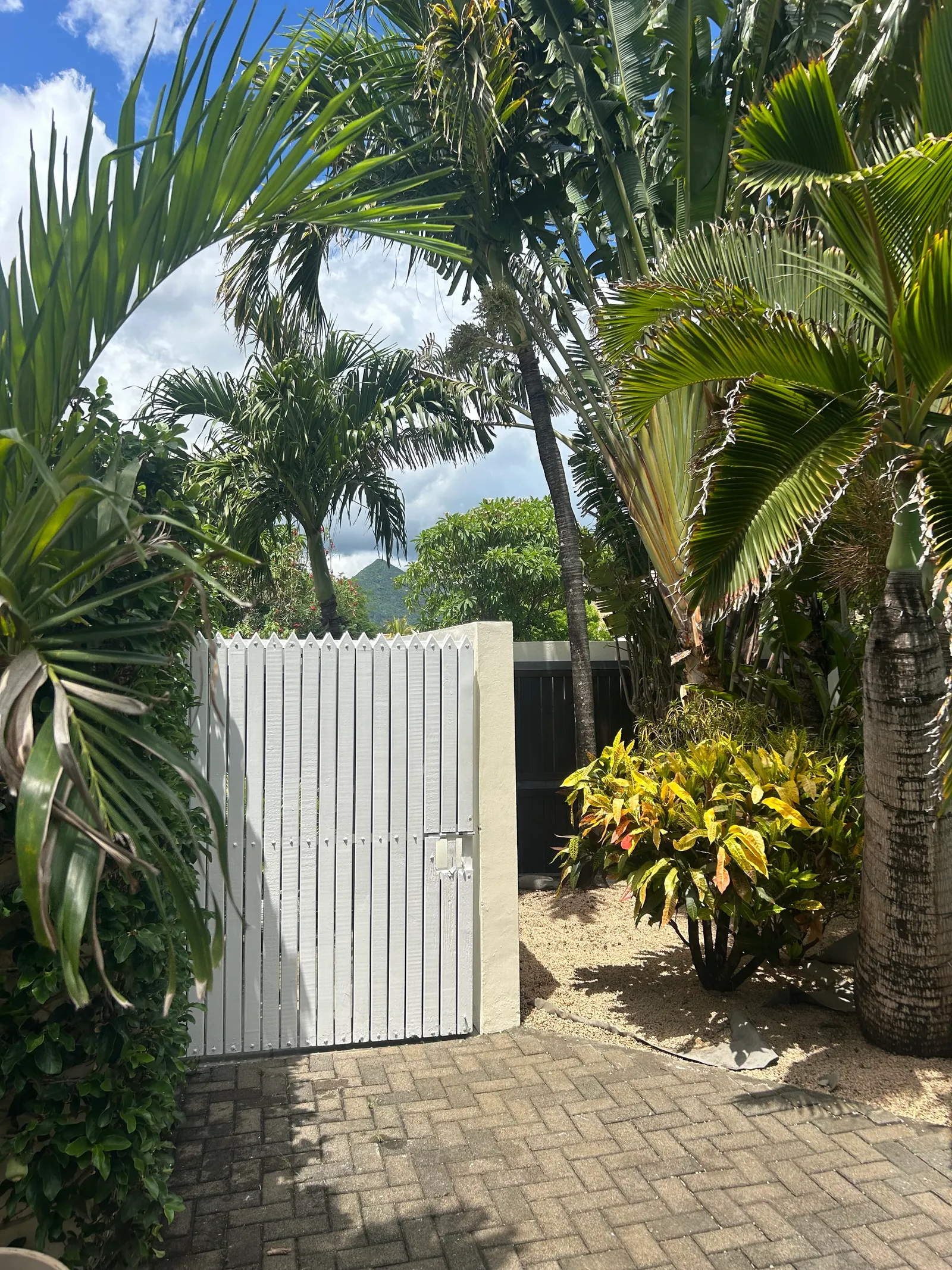 Jardin tropical avec vue sur la montagne
