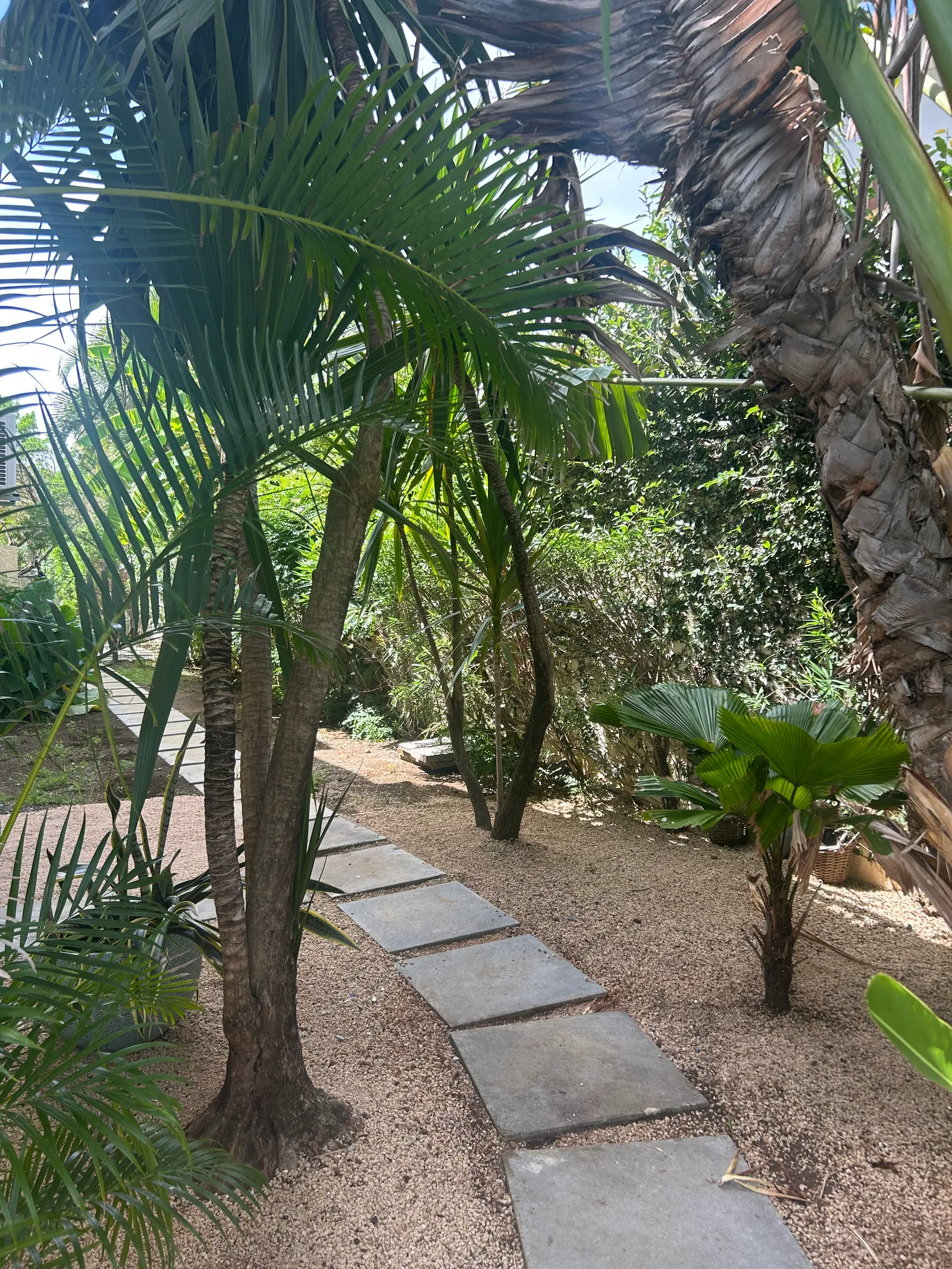 Végétation tropicale du jardin